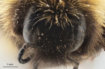 Media type: image;   Entomology 813739 Description: Specimen documentation photo of head dorsal viewfrom specimen MCZ:Ent:813739, captured on2025-02-06;  Aspect: head dorsal view